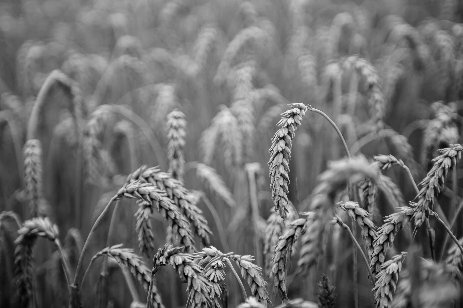 Katolskt bröllop i Vårdsbergs kyrka av Studio Engström - bröllopsfotograf i Linköping Norrköping Östergötland