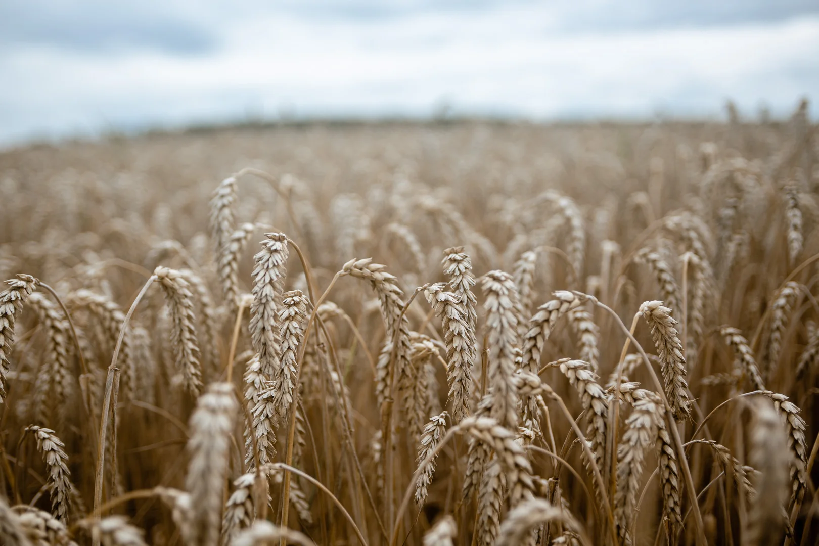 Katolskt bröllop i Vårdsbergs kyrka av Studio Engström - bröllopsfotograf i Linköping Norrköping Östergötland