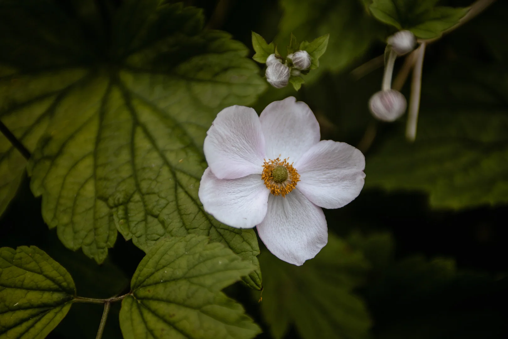 Katolskt bröllop i Vårdsbergs kyrka av Studio Engström - bröllopsfotograf i Linköping Norrköping Östergötland